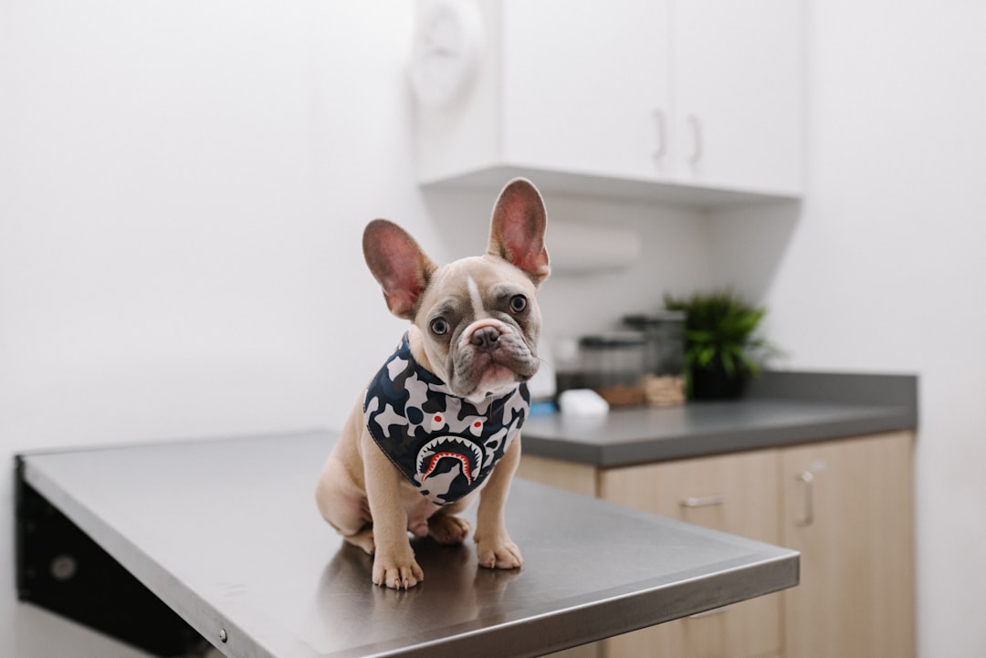 A dog being examined in a bright, modern exam room at Fullerton Pet Clinic