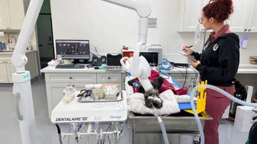 Dental Prophylaxis with Dental X-Ray